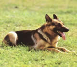 Adestramento de cães em Paranaguá